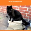 Beer de Kat eBook