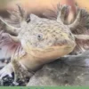 De Axolotl eBook