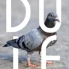 Duif eBook