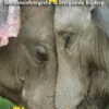 Fotografie: dierentuinfotografie in Diergaarde Blijdorp eBook