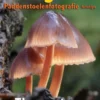 Fotografie: paddenstoelenfotografie fototips eBook
