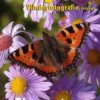 Fotografie: vlinderfotografie fototips eBook