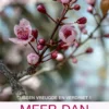 Meer dan vriendschap eBook