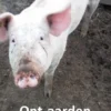 Ont-aarden eBook