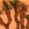 Scherp onscherp eBook