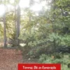 Tommie, Dik en Esmeralda eBook