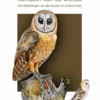 Tytonidae - Kerkuilen van de wereld eBook